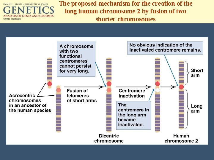 The proposed mechanism for the creation of the long human chromosome 2 by fusion