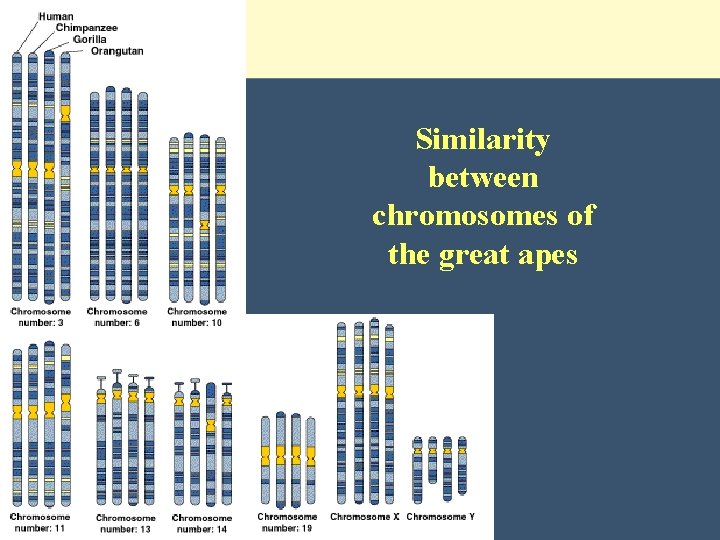 Similarity between chromosomes of the great apes 