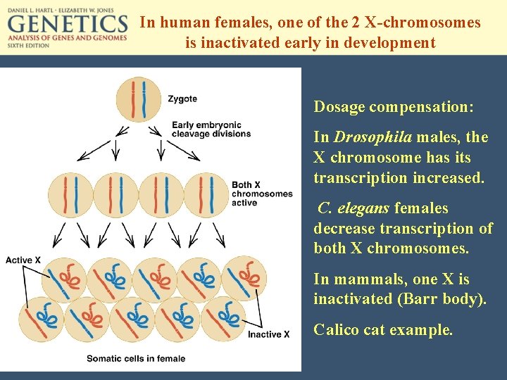 In human females, one of the 2 X-chromosomes is inactivated early in development Dosage
