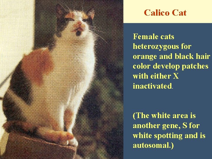 Calico Cat Female cats heterozygous for orange and black hair color develop patches with