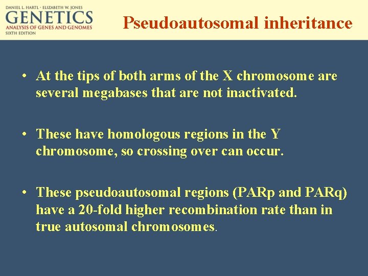 Pseudoautosomal inheritance • At the tips of both arms of the X chromosome are