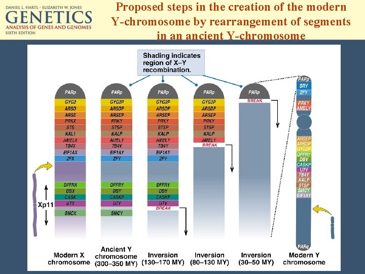 Proposed steps in the creation of the modern Y-chromosome by rearrangement of segments in