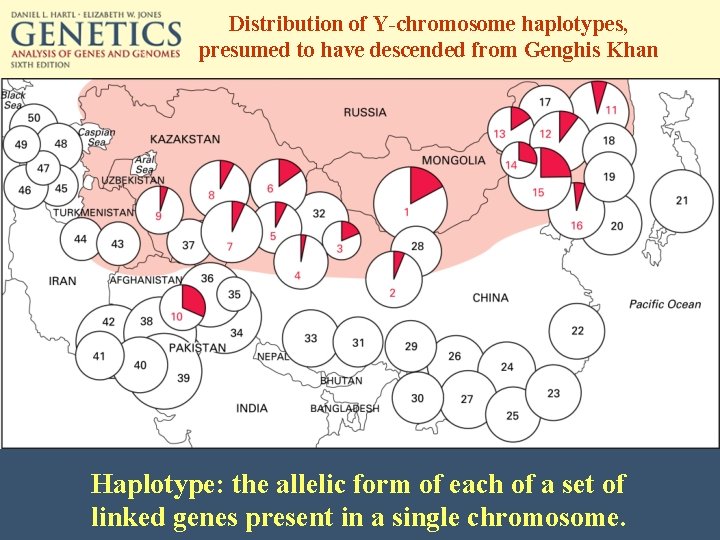Distribution of Y-chromosome haplotypes, presumed to have descended from Genghis Khan Haplotype: the allelic