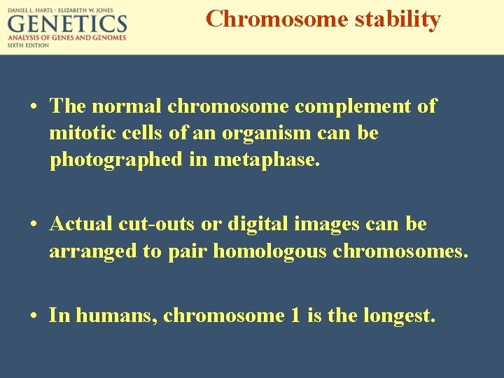 Chromosome stability • The normal chromosome complement of mitotic cells of an organism can