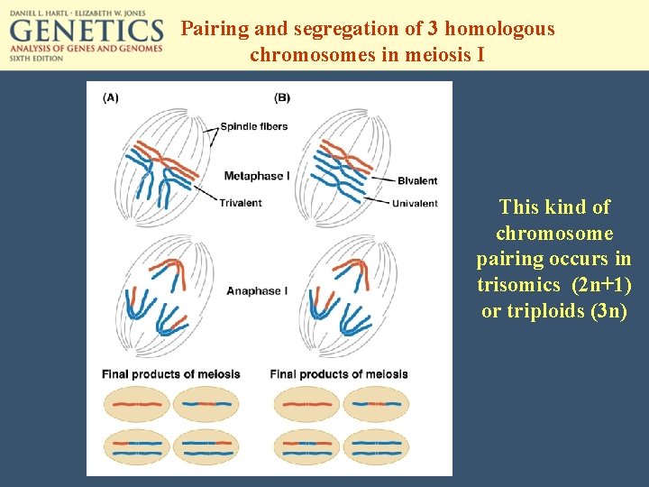 Pairing and segregation of 3 homologous chromosomes in meiosis I This kind of chromosome