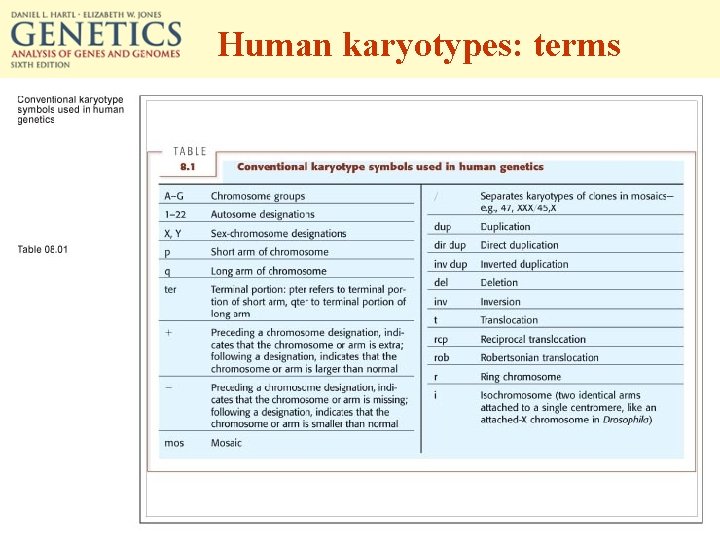Human karyotypes: terms 
