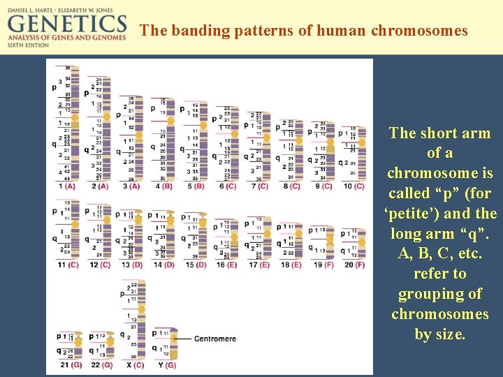 The banding patterns of human chromosomes The short arm of a chromosome is called