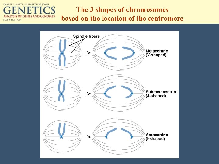 The 3 shapes of chromosomes based on the location of the centromere 