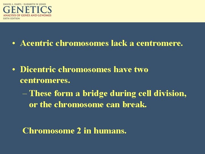  • Acentric chromosomes lack a centromere. • Dicentric chromosomes have two centromeres. –