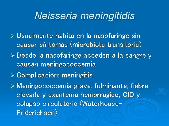 Neisseria meningitidis Ø Usualmente habita en la nasofaringe sin causar síntomas (microbiota transitoria) Ø