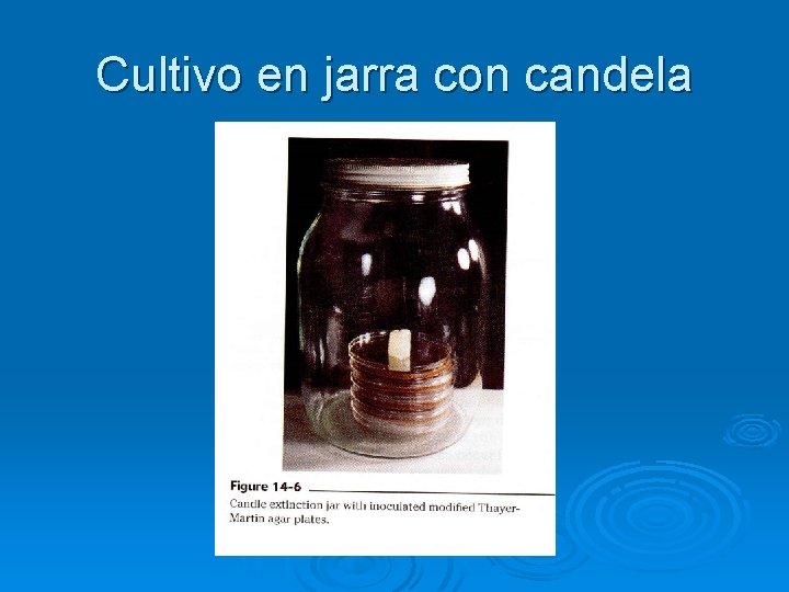 Cultivo en jarra con candela 