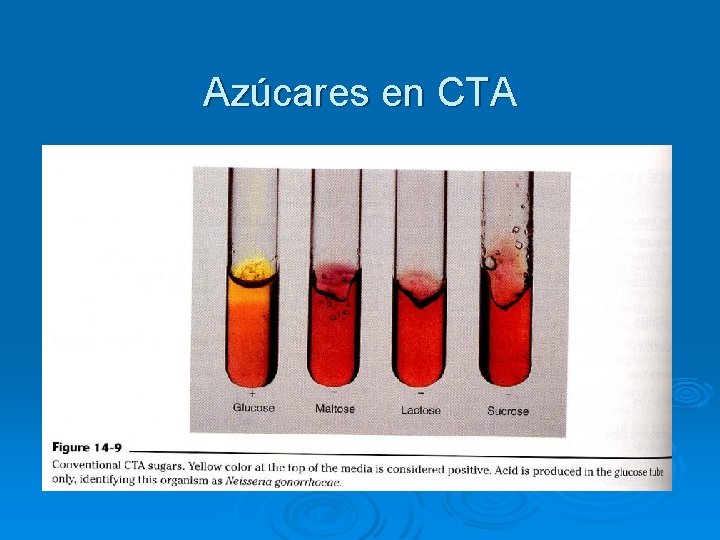 Azúcares en CTA 