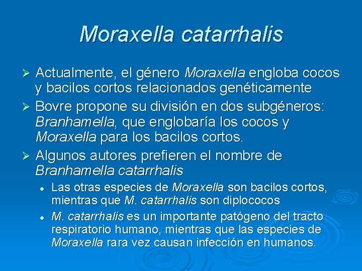 Moraxella catarrhalis Actualmente, el género Moraxella engloba cocos y bacilos cortos relacionados genéticamente Ø