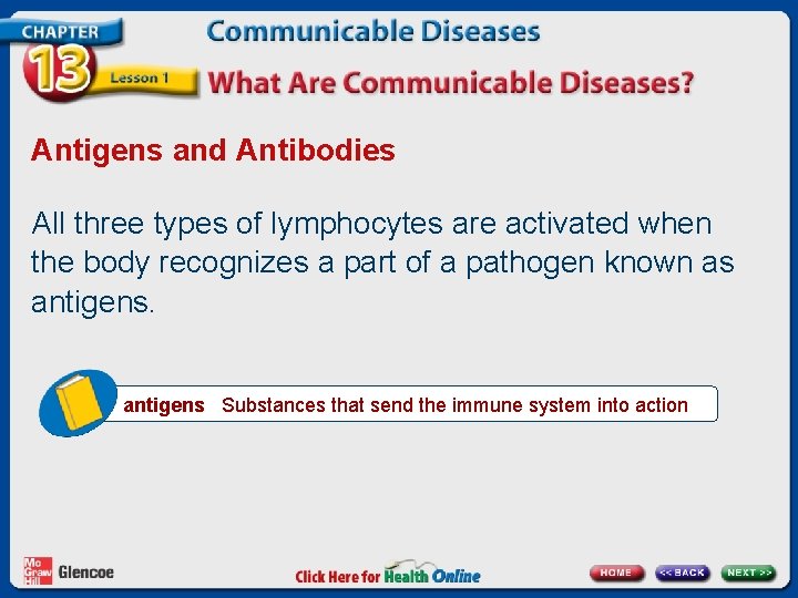 Antigens and Antibodies All three types of lymphocytes are activated when the body recognizes