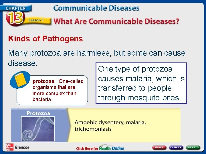 Kinds of Pathogens Many protozoa are harmless, but some can cause disease. One type