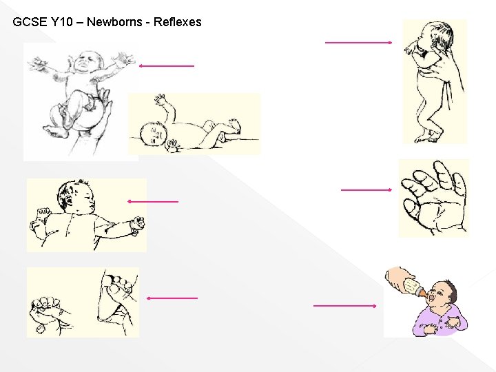 GCSE Y 10 – Newborns - Reflexes 