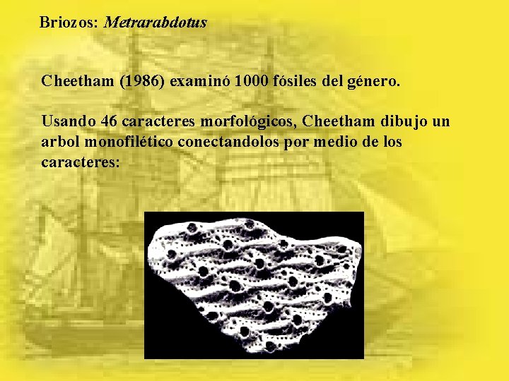 Briozos: Metrarabdotus Cheetham (1986) examinó 1000 fósiles del género. Usando 46 caracteres morfológicos, Cheetham