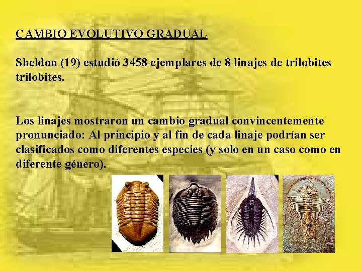 CAMBIO EVOLUTIVO GRADUAL Sheldon (19) estudió 3458 ejemplares de 8 linajes de trilobites. Los