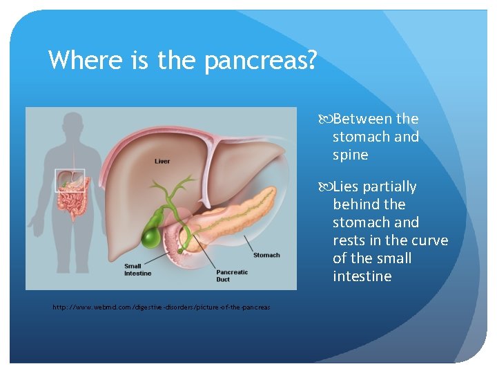 Where is the pancreas? Between the stomach and spine Lies partially behind the stomach