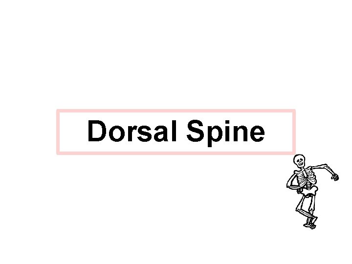 Dorsal Spine 