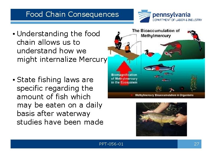 Food Chain Consequences • Understanding the food chain allows us to understand how we