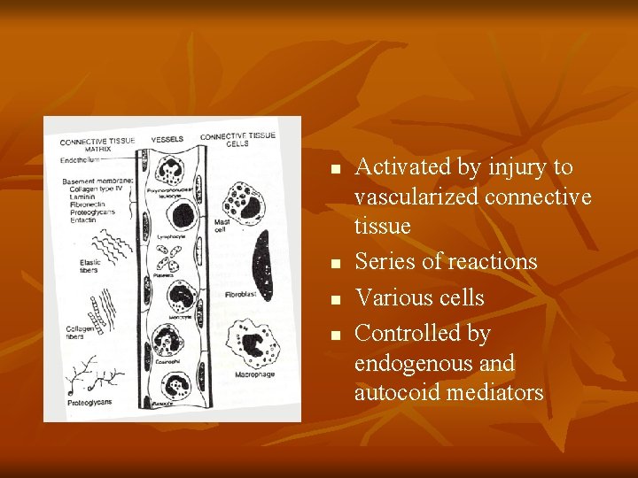 n n Activated by injury to vascularized connective tissue Series of reactions Various cells