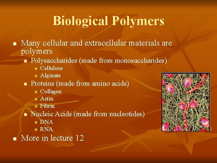 Biological Polymers n Many cellular and extracellular materials are polymers n Polysaccharides (made from