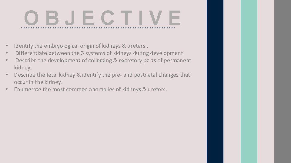 OBJECTIVE • Identify the embryological origin of kidneys & ureters. • Differentiate between the