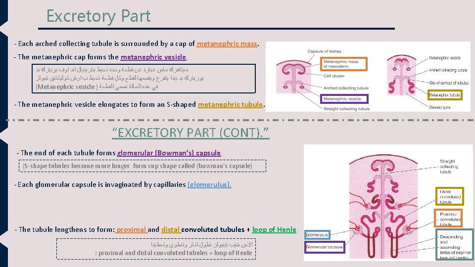 Excretory Part - Each arched collecting tubule is surrounded by a cap of metanephric