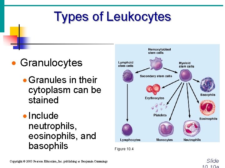 Types of Leukocytes · Granules in their cytoplasm can be stained · Include neutrophils,