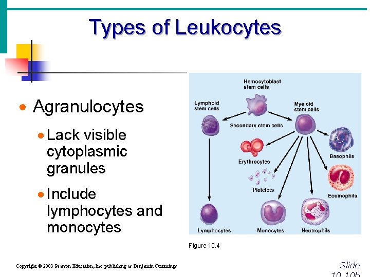 Types of Leukocytes · Agranulocytes · Lack visible cytoplasmic granules · Include lymphocytes and