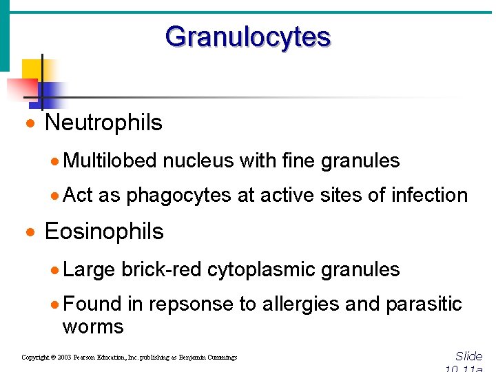 Granulocytes · Neutrophils · Multilobed nucleus with fine granules · Act as phagocytes at