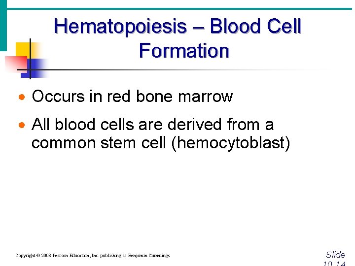 Hematopoiesis – Blood Cell Formation · Occurs in red bone marrow · All blood Hematopoiesis – Blood Cell Formation · Occurs in red bone marrow · All blood