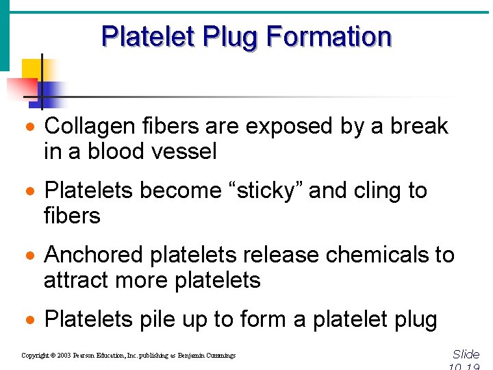 Platelet Plug Formation · Collagen fibers are exposed by a break in a blood