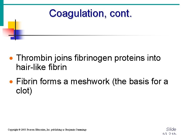 Coagulation, cont. · Thrombin joins fibrinogen proteins into hair-like fibrin · Fibrin forms a