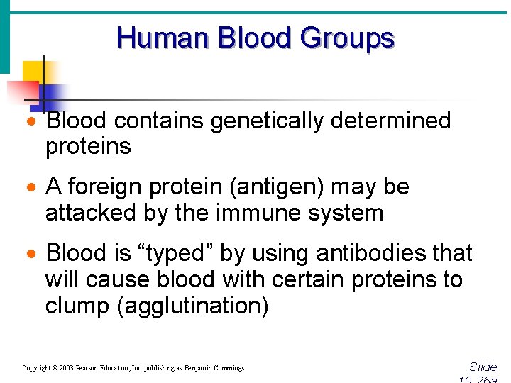 Human Blood Groups · Blood contains genetically determined proteins · A foreign protein (antigen)