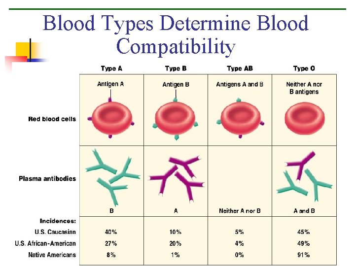 Blood Types Determine Blood Compatibility Figure 7. 11 