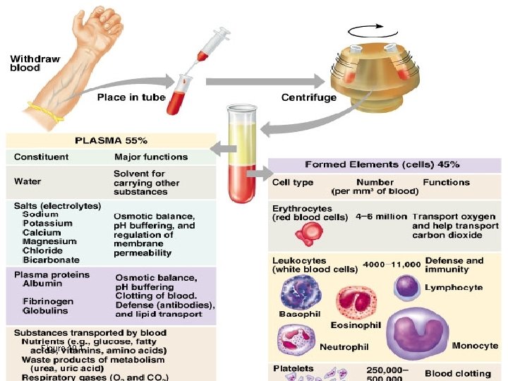 Blood Figure 10. 1 Copyright © 2003 Pearson Education, Inc. publishing as Benjamin Cummings