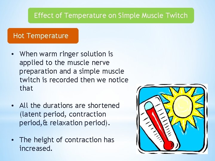 Effect of Temperature on Simple Muscle Twitch Hot Temperature • When warm ringer solution