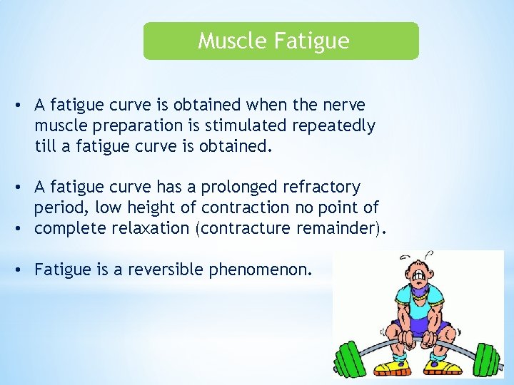 Muscle Fatigue • A fatigue curve is obtained when the nerve muscle preparation is