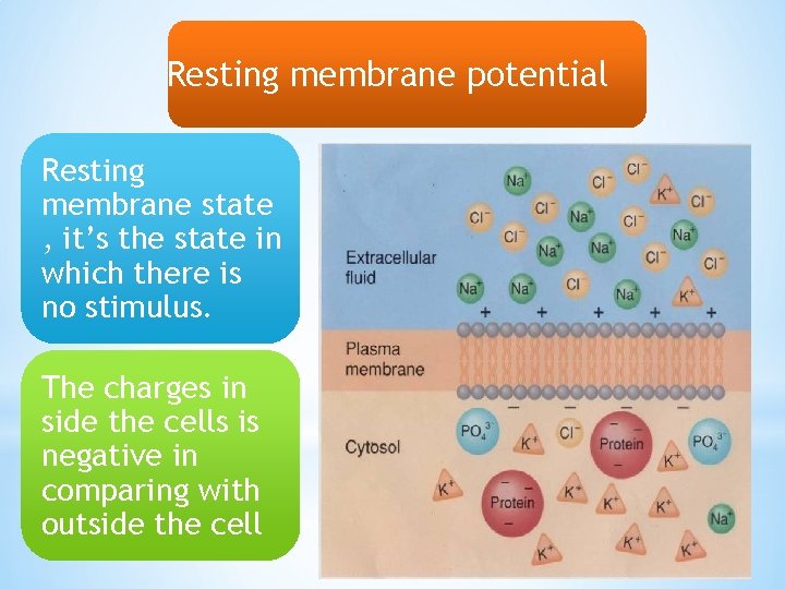Resting membrane potential Resting membrane state , it’s the state in which there is
