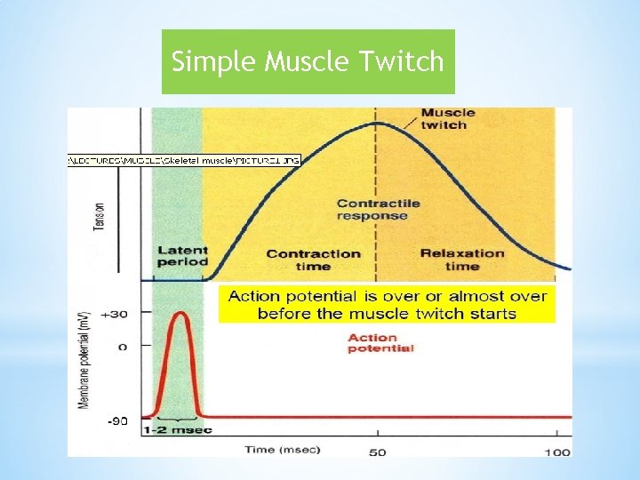 Simple Muscle Twitch 