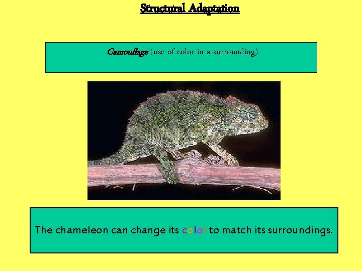 Structural Adaptation Camouflage (use of color in a surrounding) The chameleon can change its