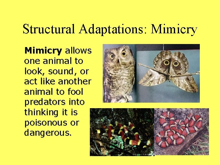 Structural Adaptations: Mimicry allows one animal to look, sound, or act like another animal