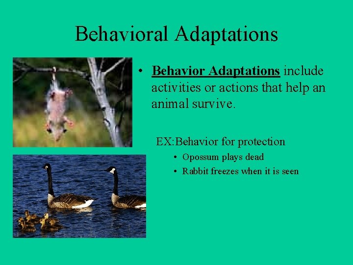 Behavioral Adaptations • Behavior Adaptations include activities or actions that help an animal survive.