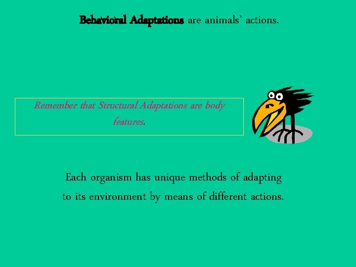 Behavioral Adaptations are animals’ actions. Remember that Structural Adaptations are body features. Each organism