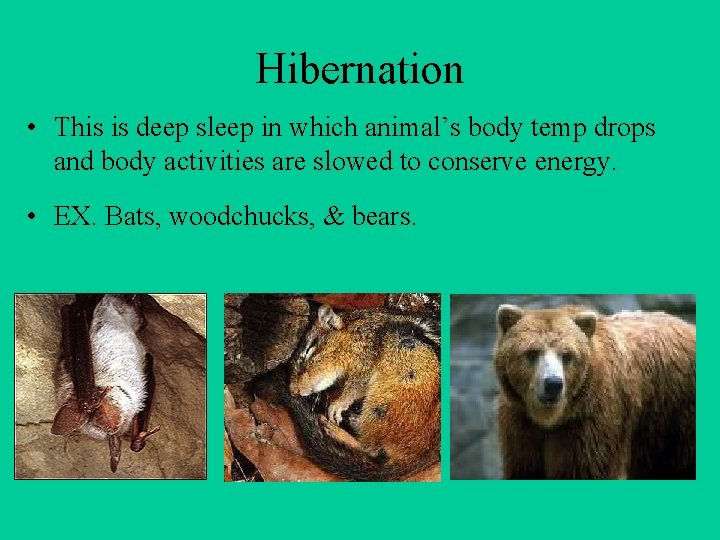 Hibernation • This is deep sleep in which animal’s body temp drops and body