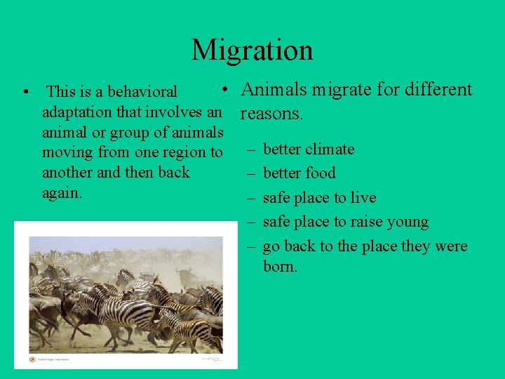 Migration • Animals migrate for different • This is a behavioral adaptation that involves