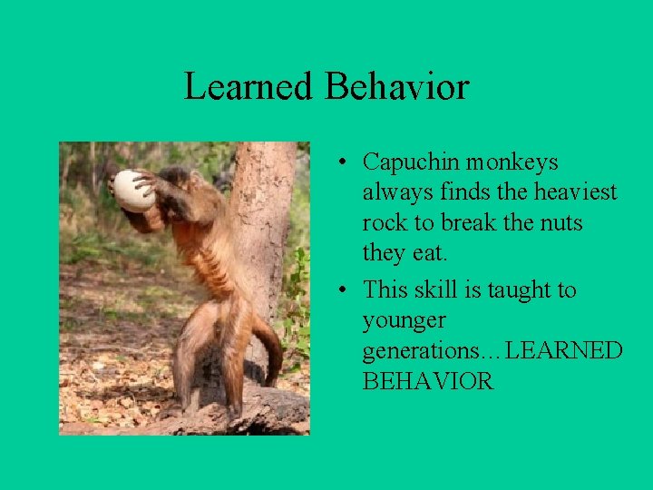 Learned Behavior • Capuchin monkeys always finds the heaviest rock to break the nuts