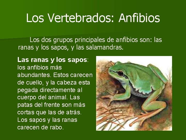 Los Vertebrados: Anfibios Los dos grupos principales de anfibios son: las ranas y los